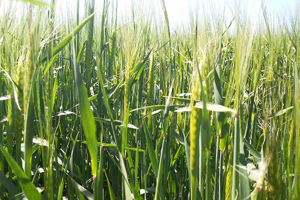Cebada Campo Verde Servicios Cerfoly